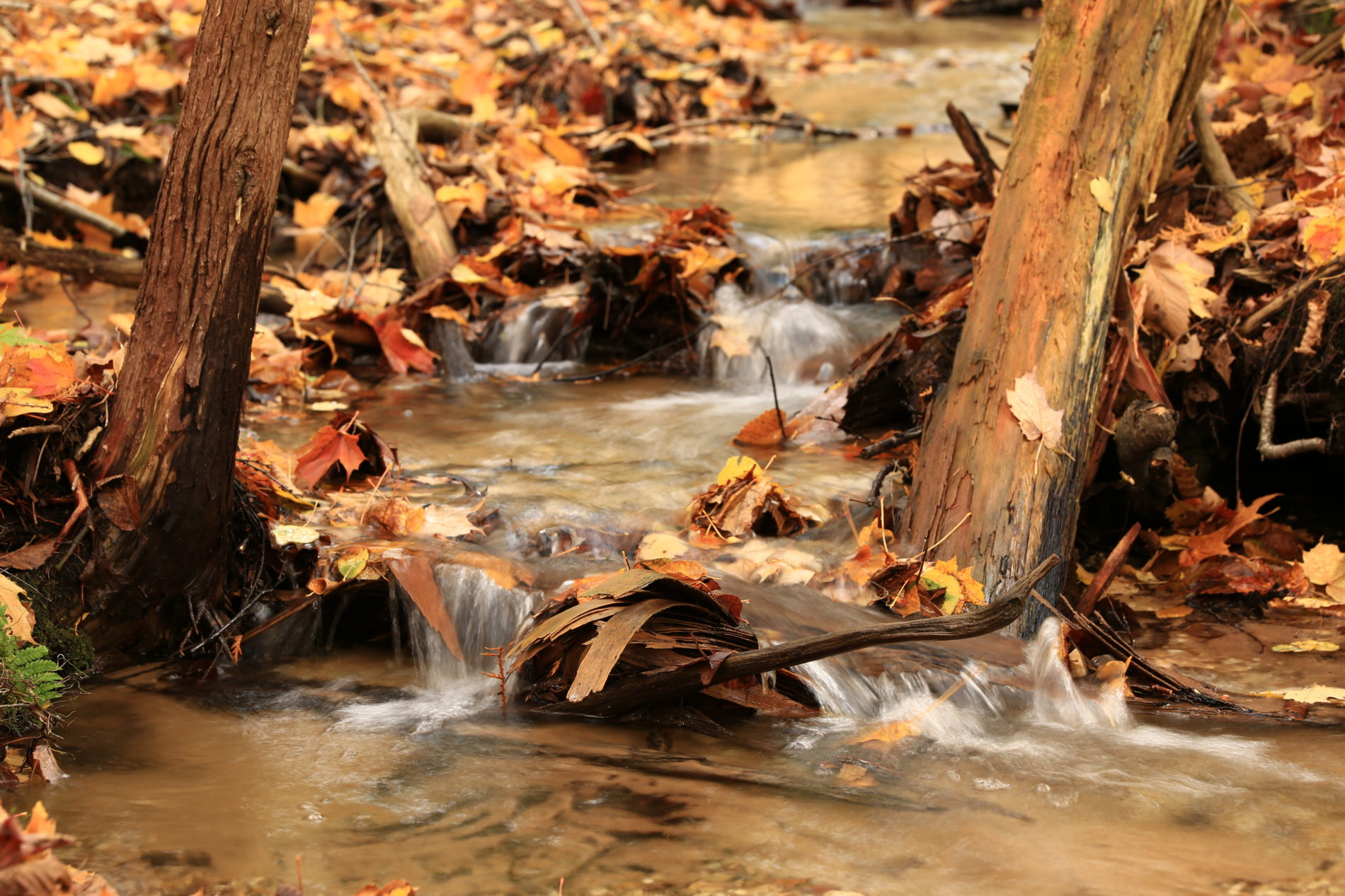 236A2175+ Trout Creek