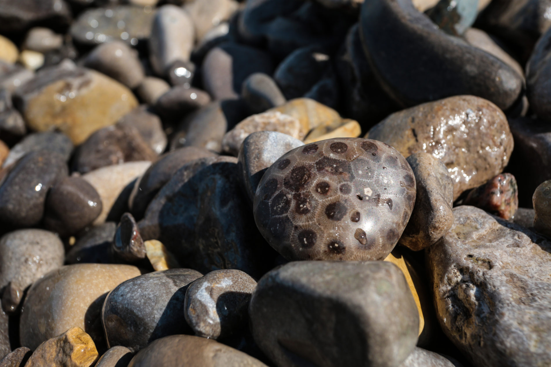 Petoskey Stones Harbor Springs Area